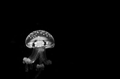 Close-up of jellyfish against black background