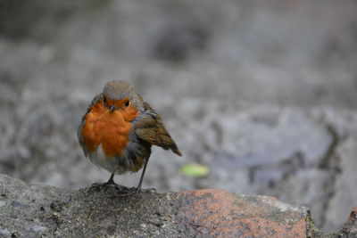 Close-up of bird perching on rock