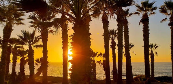 Silhouette palm trees on beach against sky during sunset