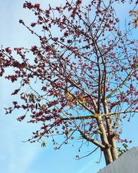 Low angle view of flower tree against sky