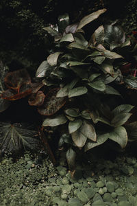 Close-up of leaves