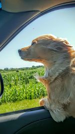 Golden retriever looking through car window by field against clear sky