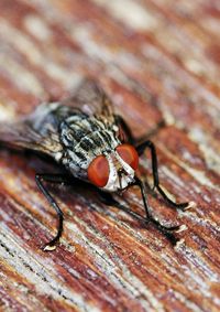 Close-up of housefly on wood