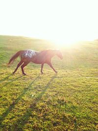 Horse jumping in sunlight