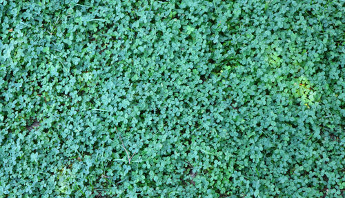 Full frame shot of plants growing on field