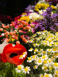 Close-up of multi colored flowering plants in field