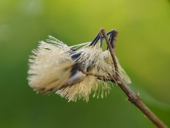 Close-up of butterfly pollinating on flower