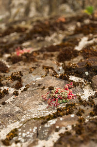 Close-up of rock