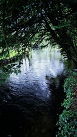 Scenic view of river amidst trees in forest