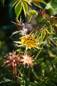 Close-up of butterfly pollinating on flower