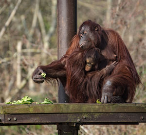 Monkey sitting on wood