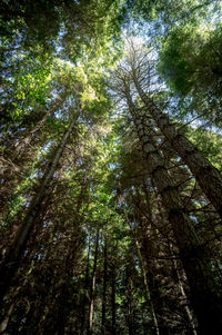Low angle view of trees in forest