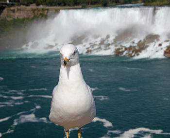 Close-up of seagull perching on a sea