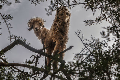 Goats in an argan tree