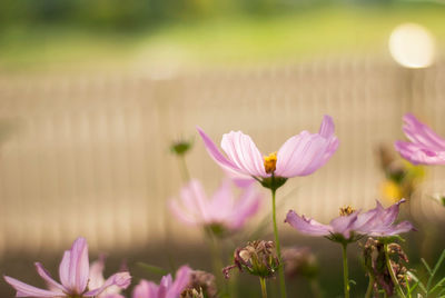 Close-up of pink flowers blooming outdoors