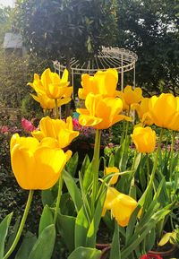 Close-up of yellow tulips