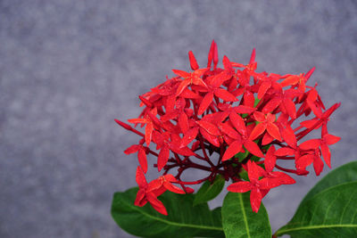 Close-up of red flowers