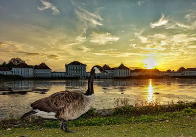 View of birds in lake against sunset sky