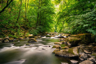 Stream flowing through rocks in forest