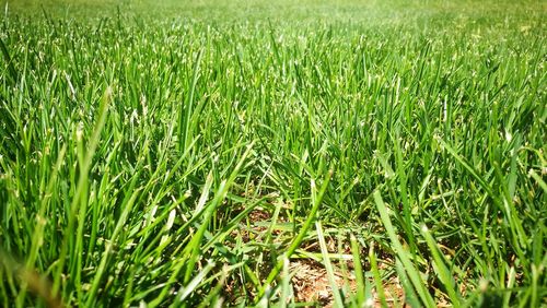 High angle view of crops growing on field