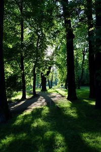 Trees in forest