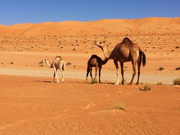 Horses in desert against clear sky