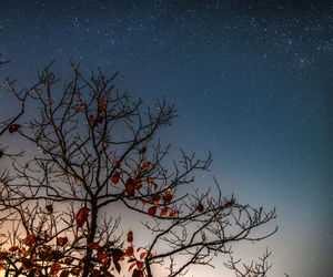 Low angle view of bare tree against sky at night