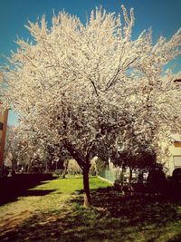 View of cherry blossom in park