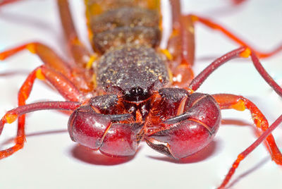 Close-up of whip scorpion on white background
