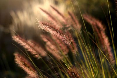 Close-up of grass growing on field