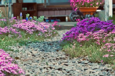 Close-up of pink flowering plants