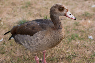 Close-up of duck on field