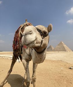 View of a camel in the desert 