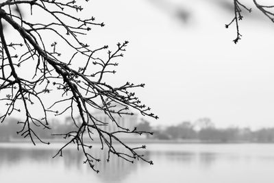 Close-up of twig against thomas jefferson memorial