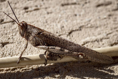 Close-up of insect