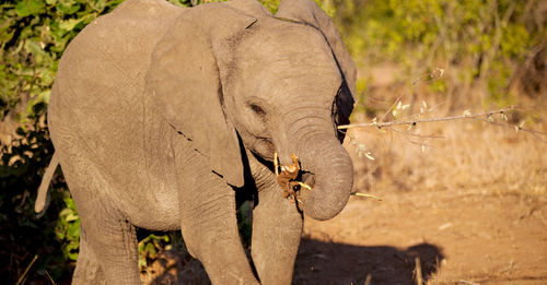 Elephant standing in a sunlight