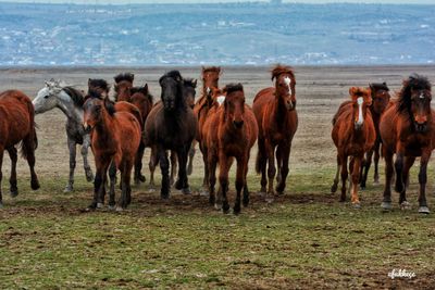 group of animals