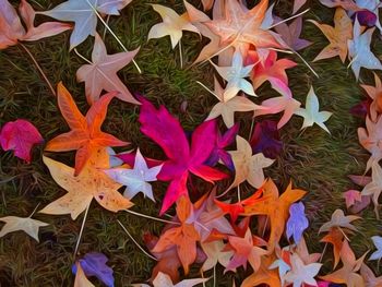 High angle view of maple leaves on plant