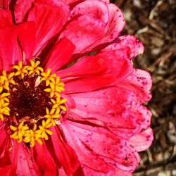 Close-up of pink flower