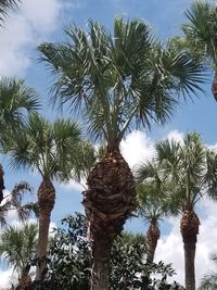 Low angle view of palm trees against sky