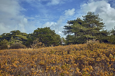 Trees growing on field against sky