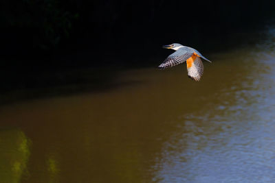 Bird flying over lake