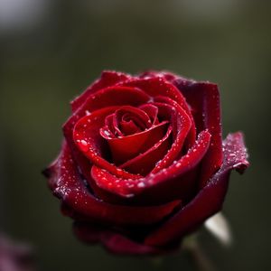 Close-up of red rose