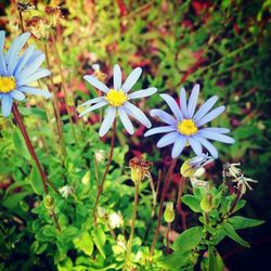 Close-up of flowers blooming outdoors