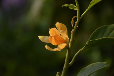 Close-up of orange flowering plant