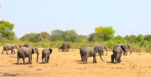 View of elephants walking on african savannah