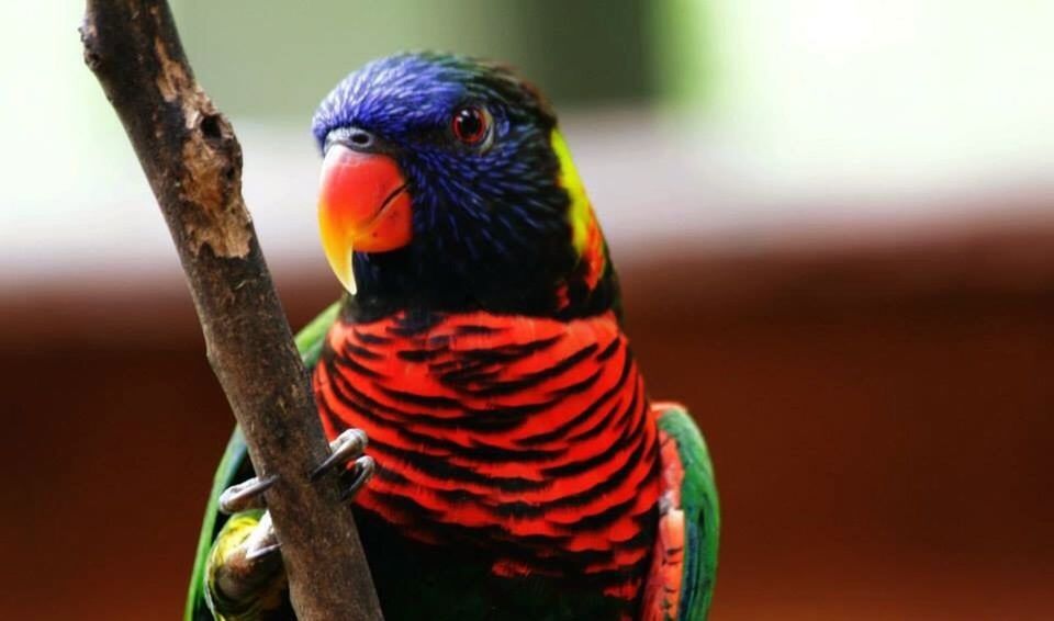 bird, animal themes, one animal, animals in the wild, wildlife, focus on foreground, beak, perching, parrot, close-up, animal head, branch, looking away, nature, side view, multi colored, zoology, full length, red, feather