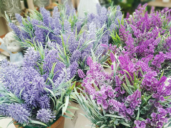 Close-up of purple flowering plants