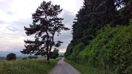 Road amidst trees against sky