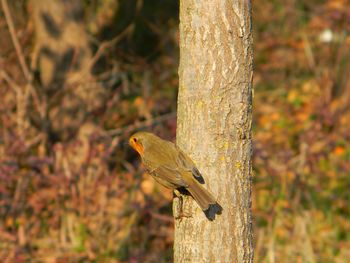 Close-up of bird perching on a tree